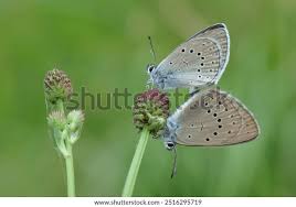 Attēlu rezultāti vaicājumam “Maculinea teleius underside”