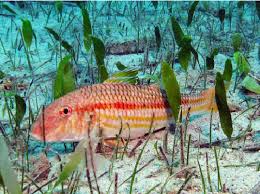 Image result for Mullus surmuletus