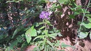 Attēlu rezultāti vaicājumam “Campanula cervicaria flower”