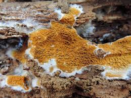 Attēlu rezultāti vaicājumam “Didymium serpula”