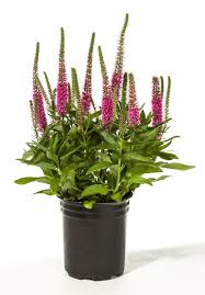 Attēlu rezultāti vaicājumam “Veronica longifolia bud”