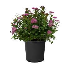 Attēlu rezultāti vaicājumam “Arcyria imperialis stalked”