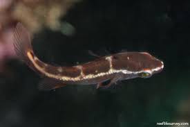 Image result for Labrus bergylta