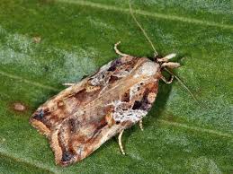 Attēlu rezultāti vaicājumam “Acleris cristana”