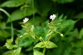 Attēlu rezultāti vaicājumam “Myosoton aquaticum”