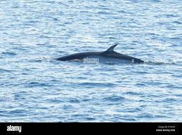 Image result for Balaenoptera bonaerensis
