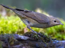 Attēlu rezultāti vaicājumam “Sylvia borin nest”