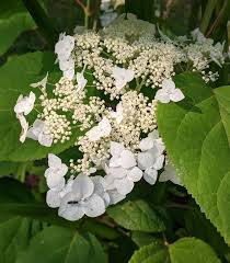 Attēlu rezultāti vaicājumam “Hydrangea arborescens”