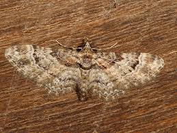 Attēlu rezultāti vaicājumam “Gymnoscelis rufifasciata”