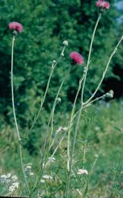 Attēlu rezultāti vaicājumam “Cirsium acaule fruit”