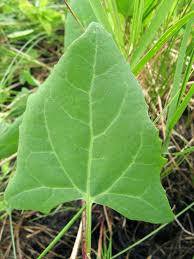 Attēlu rezultāti vaicājumam “Atriplex calotheca leaf”