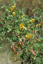 Image result for Colutea x media (arborescens x orientalis)