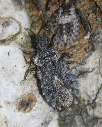 Attēlu rezultāti vaicājumam “Aradus betulae”