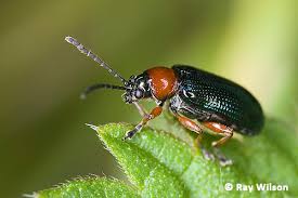 Attēlu rezultāti vaicājumam “Chrysomelidae”