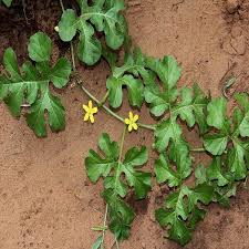 Attēlu rezultāti vaicājumam “Citrullus lanatus leaf”