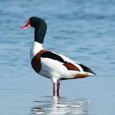 Attēlu rezultāti vaicājumam “Tadorna tadorna”