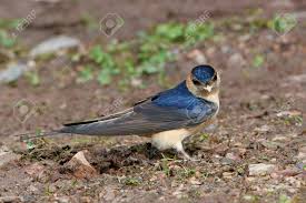 Image result for Cecropis daurica