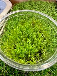 Attēlu rezultāti vaicājumam “Plagiomnium affine sporophyte”