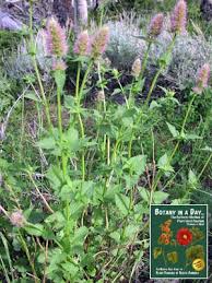 Attēlu rezultāti vaicājumam “Labiatae”