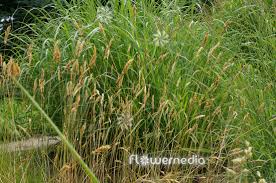 Attēlu rezultāti vaicājumam “Anthoxanthum odoratum flower”