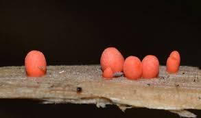 Attēlu rezultāti vaicājumam “Lycogala sphaeroconicum”