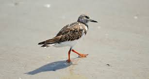 Attēlu rezultāti vaicājumam “Arenaria interpres adult”