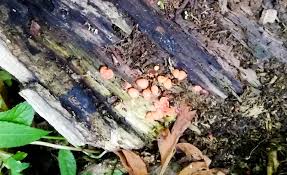 Attēlu rezultāti vaicājumam “Lycogala cf. oleocrystalliferum spores”