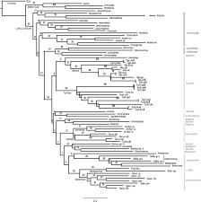 Attēlu rezultāti vaicājumam “Rhynchaenus lonicerae”