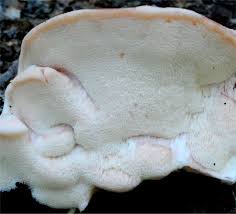 Attēlu rezultāti vaicājumam “Leptoporus mollis”