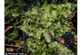 Attēlu rezultāti vaicājumam “Calypogeia integristipula”