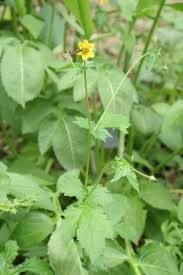 Image result for Geum urbanum