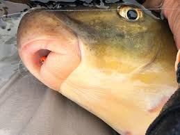 Image result for Moxostoma carinatum