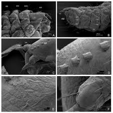 Attēlu rezultāti vaicājumam “Leiodidae larva”