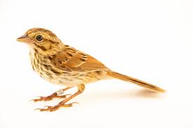 Image result for Melospiza melodia