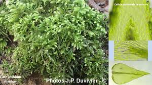 Attēlu rezultāti vaicājumam “Eurhynchium striatum”