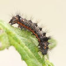 Attēlu rezultāti vaicājumam “Acronicta rumicis larva”