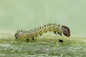 Attēlu rezultāti vaicājumam “Protoschinia scutosa”