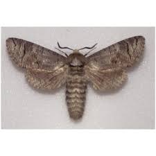 Attēlu rezultāti vaicājumam “Apamea sordens”