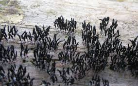 Attēlu rezultāti vaicājumam “Stemonitopsis aequalis var. microspora”