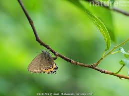 Attēlu rezultāti vaicājumam “Satyrium pruni”