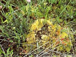 Attēlu rezultāti vaicājumam “Sphagnum compactum”