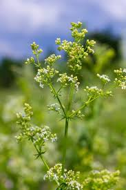 Attēlu rezultāti vaicājumam “Galium album bud”