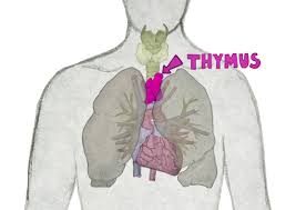 Image result for Thymus