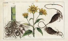 Attēlu rezultāti vaicājumam “Helianthus tuberosus”