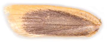 Attēlu rezultāti vaicājumam “Aphelia paleana”