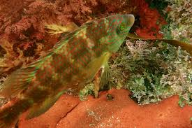 Image result for Symphodus melops