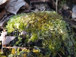 Attēlu rezultāti vaicājumam “Leucobryum juniperoideum”