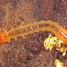 Attēlu rezultāti vaicājumam “Pyrochroidae larva”