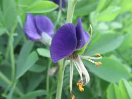 Attēlu rezultāti vaicājumam “Leguminosae”