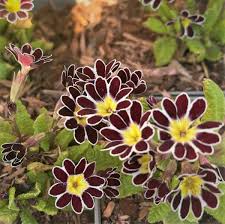 Attēlu rezultāti vaicājumam “Primula x polyantha”